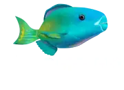 Patrocinador Si Como No Resort