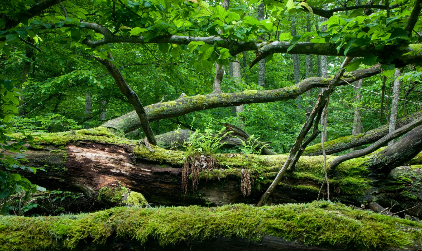 National Park Support