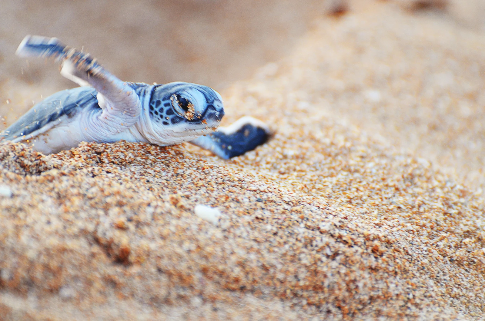 Sea Turtle Conservation